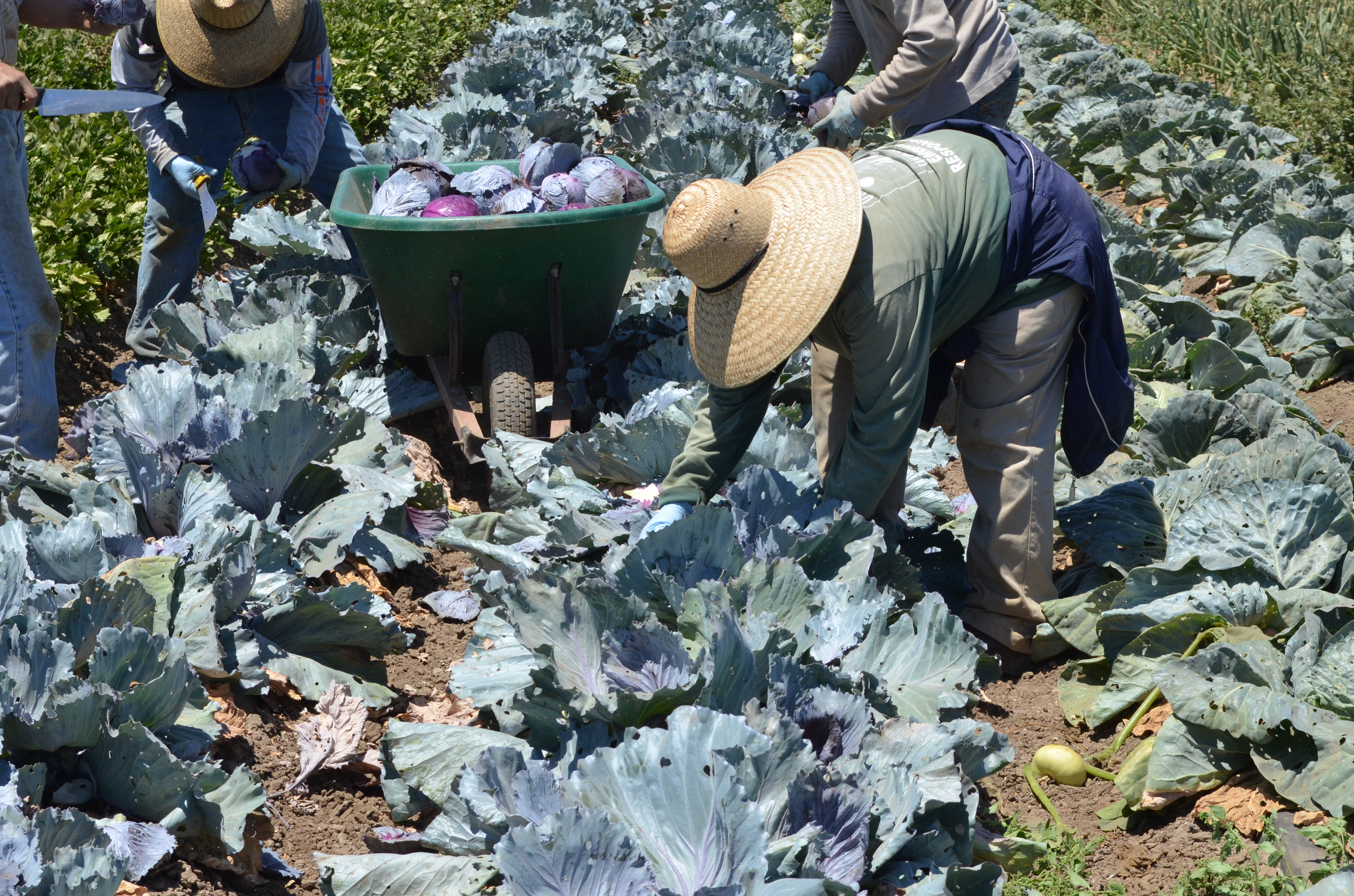 Cabbage farmers