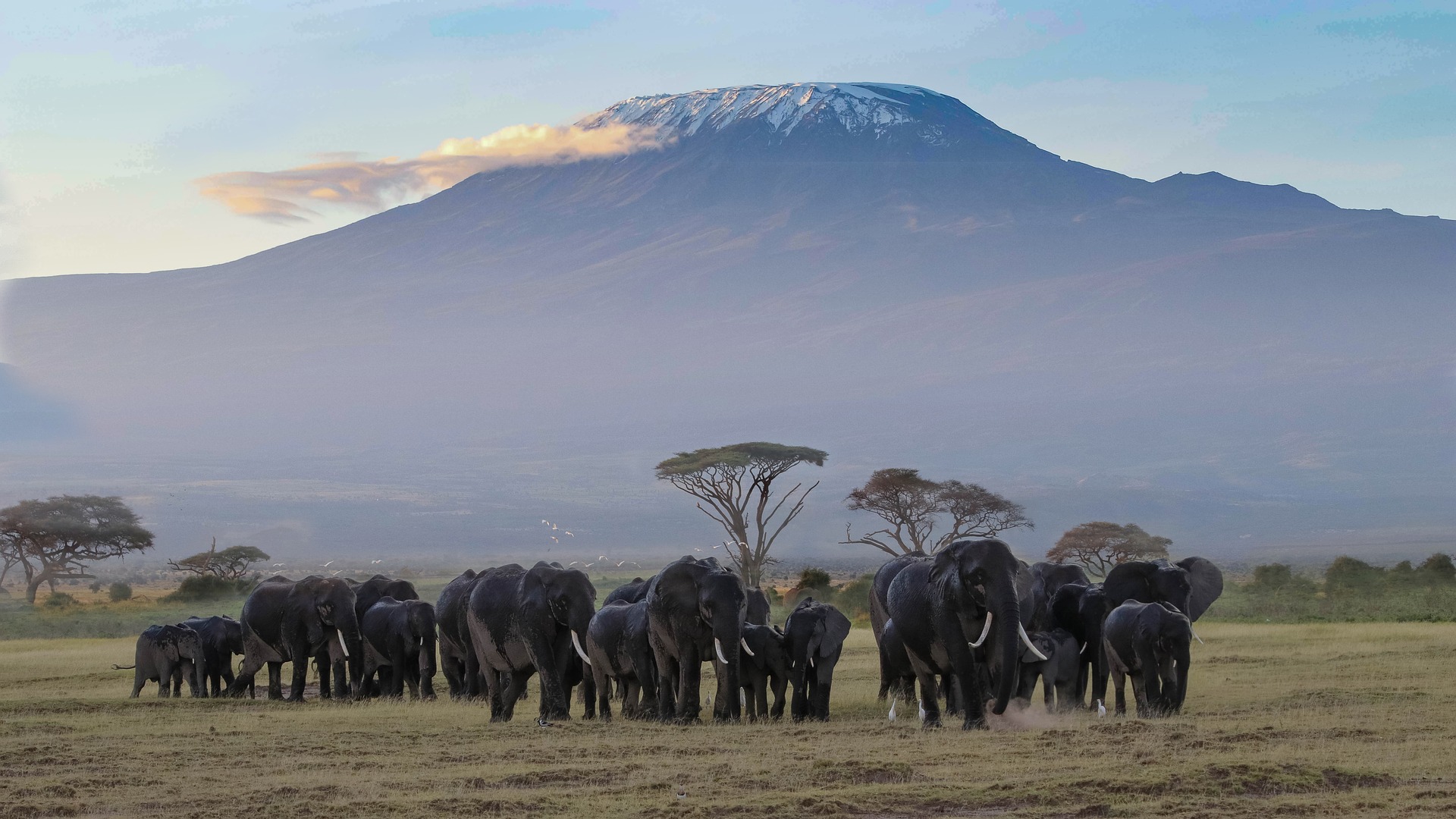 elephants in kenya