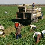 Trump Vows to Deport Migrants Who Farm Salad Ingredients