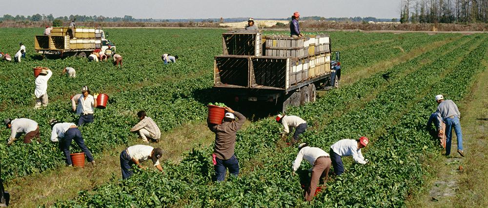 Migrant workers on farm